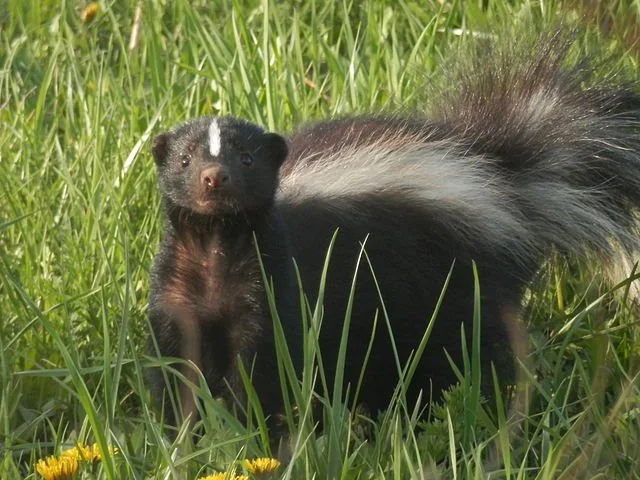 Striped skunk standing in tall green grass with its tail arched over its back.