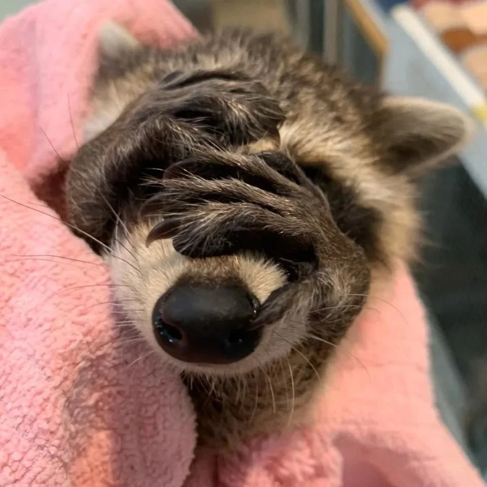 Young raccoon covering its face with its paws.