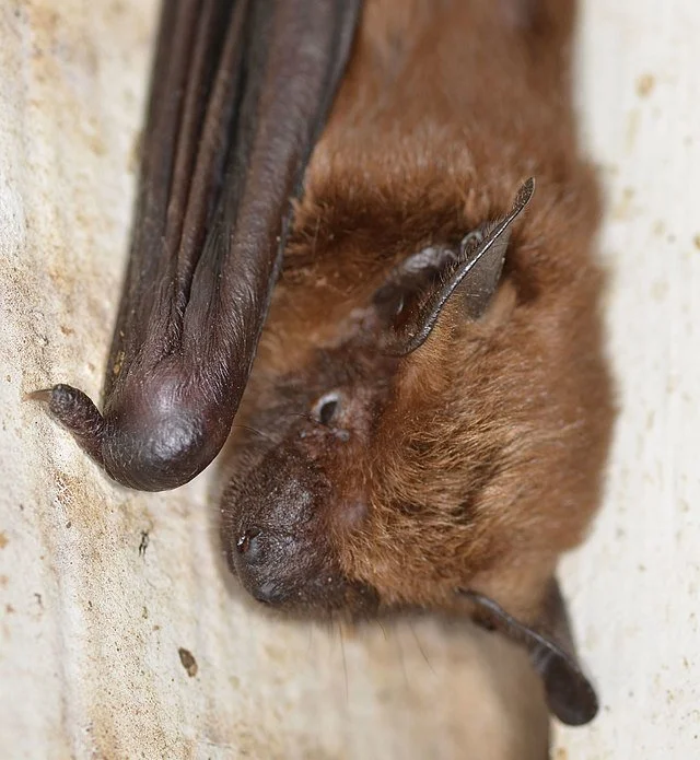 Close-up of a brown bat hanging upside down on a wall, with its ears and face clearly visible.