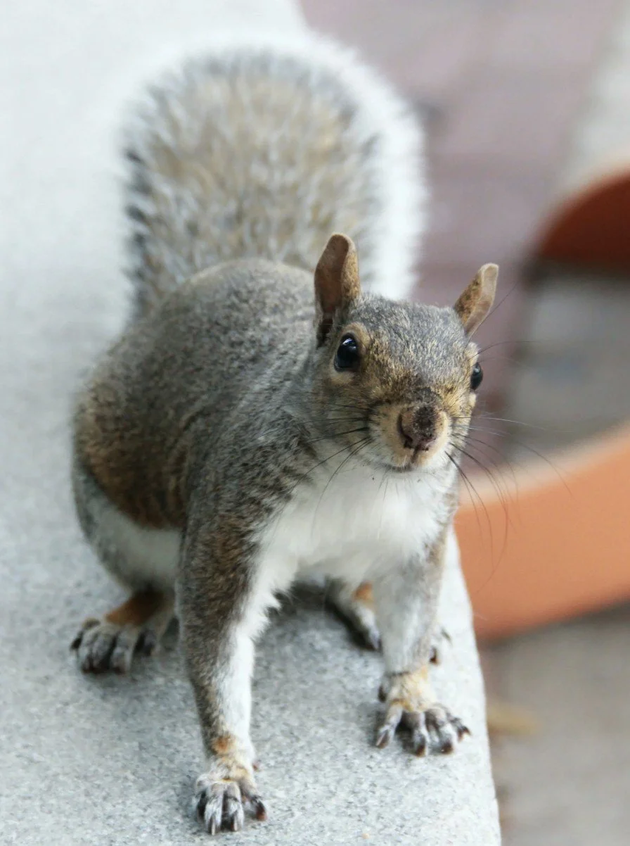 Adult gray squirrel looking toward the camera.