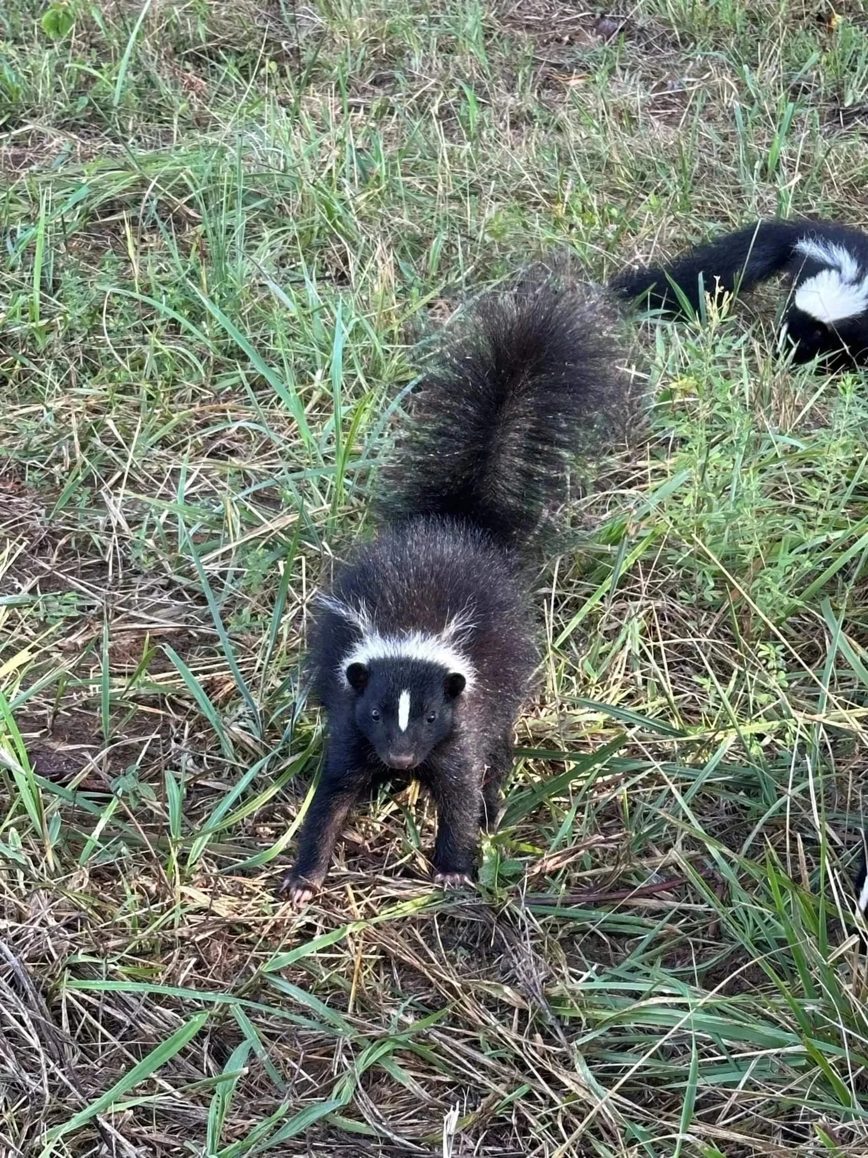 Striped skunk standing in grass, facing the camera with its bushy tail raised.