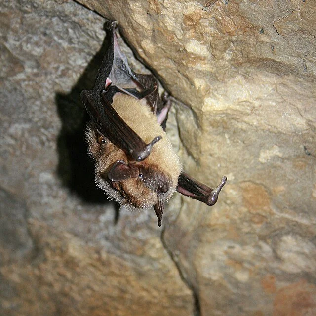 Healthy big brown bat hanging upside down inside a cave.