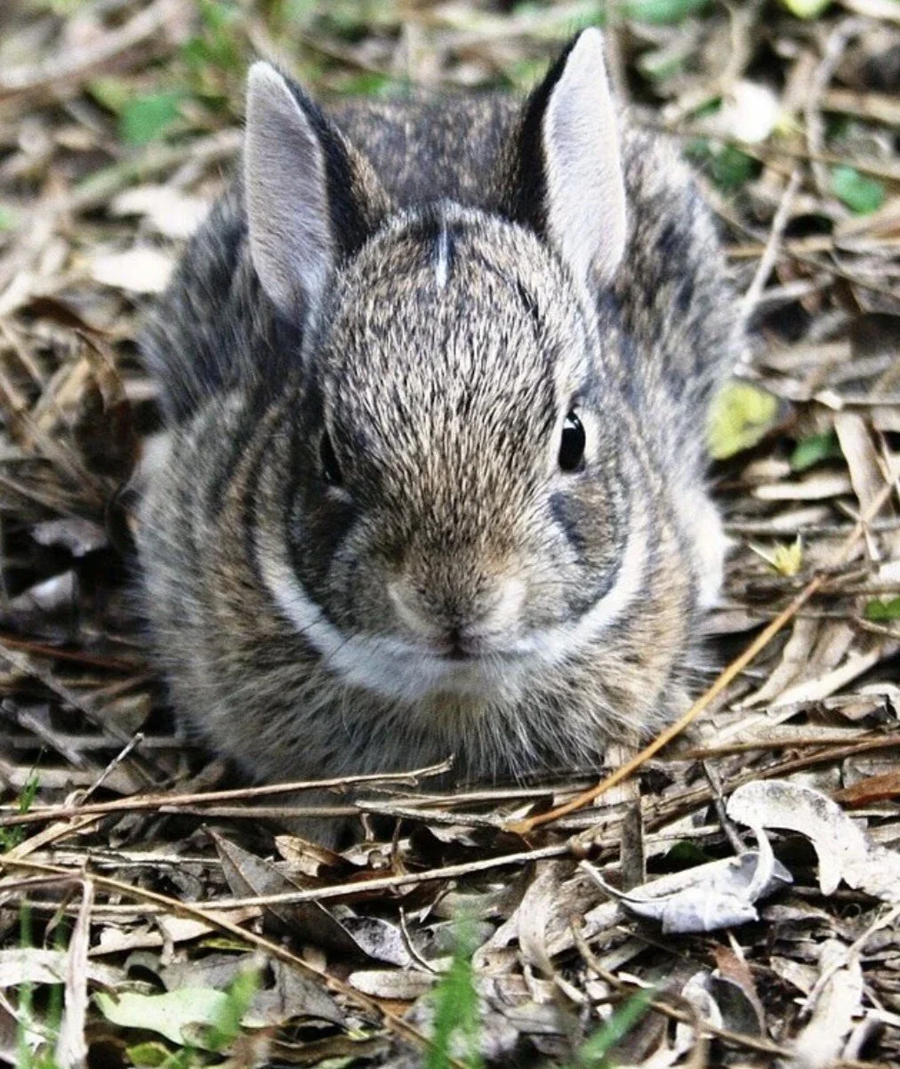 Eastern cottontail rabbit sitting among leaves and twigs.