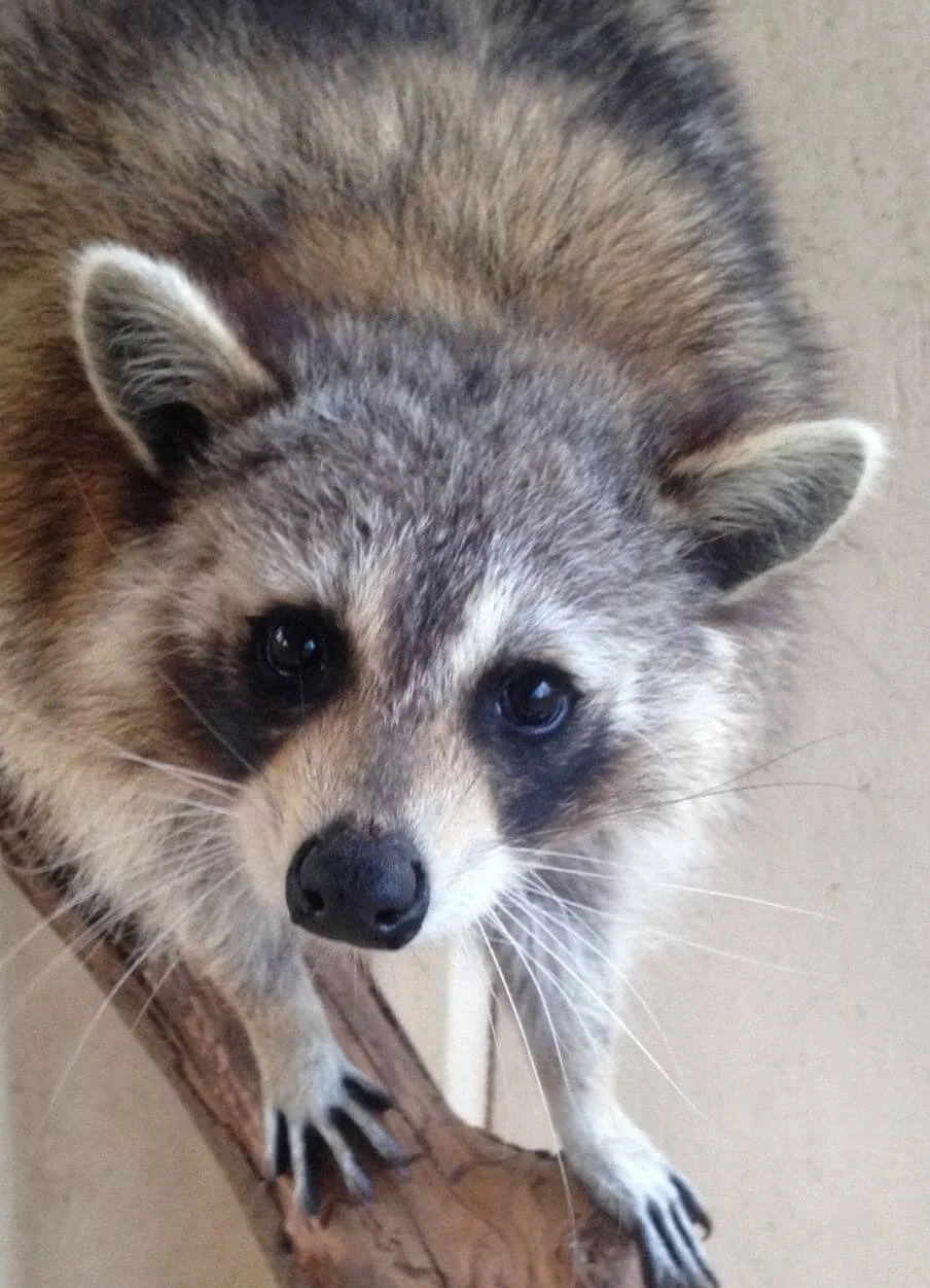 Close-up of a raccoon perched on a wooden branch, looking directly at the camera with its distinctive black facial mask and gray-brown fur.