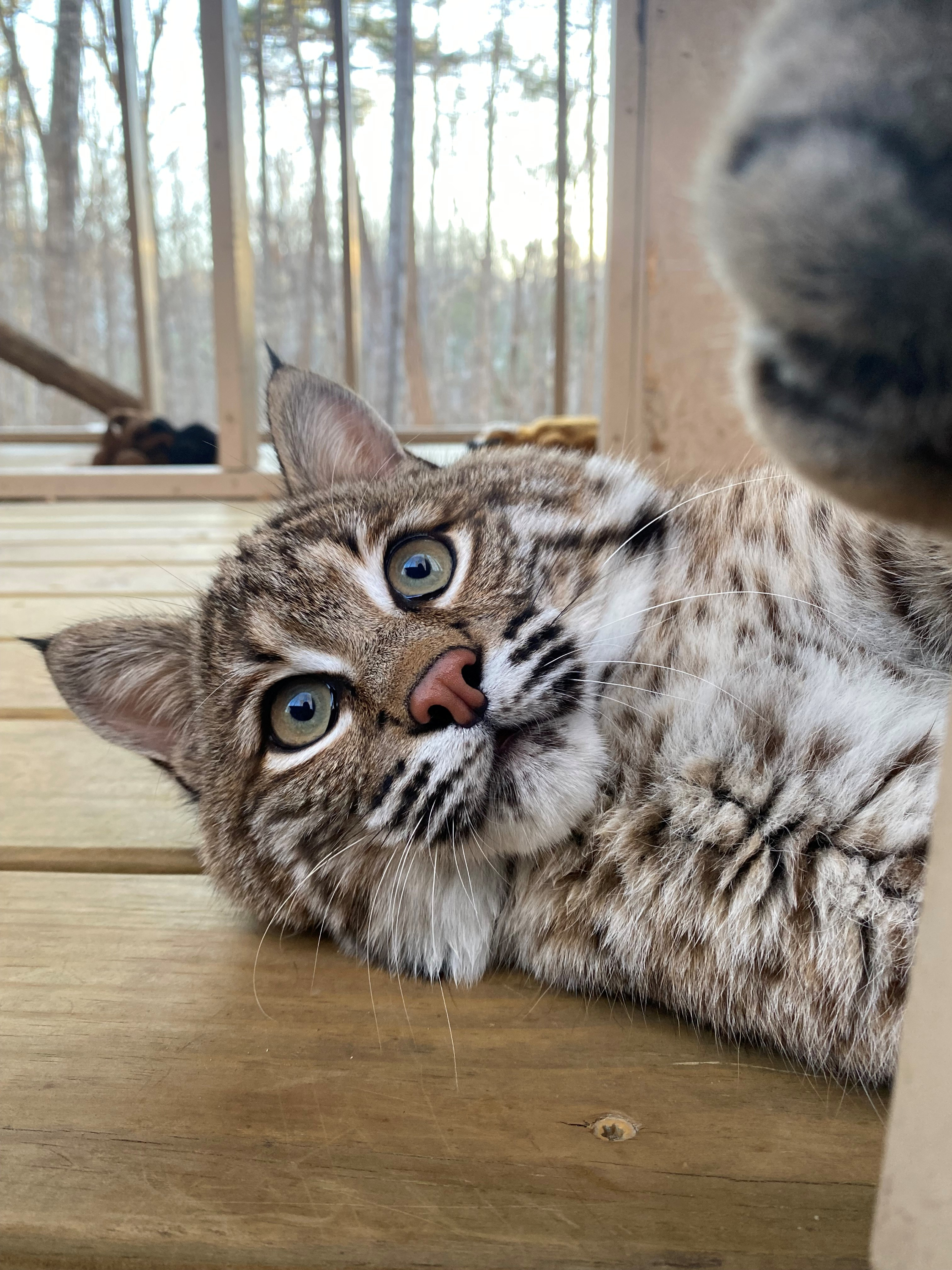 Bobcat resting on a wooden platform inside an outdoor enclosure, looking toward the camera.