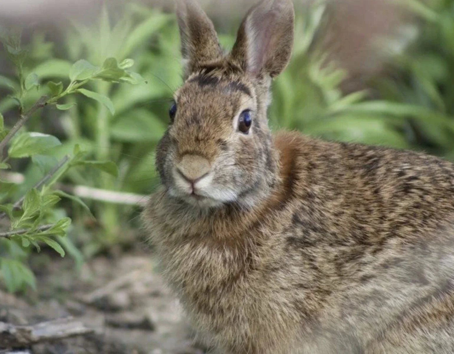 Adult cottontail rabbit sitting among green vegetation