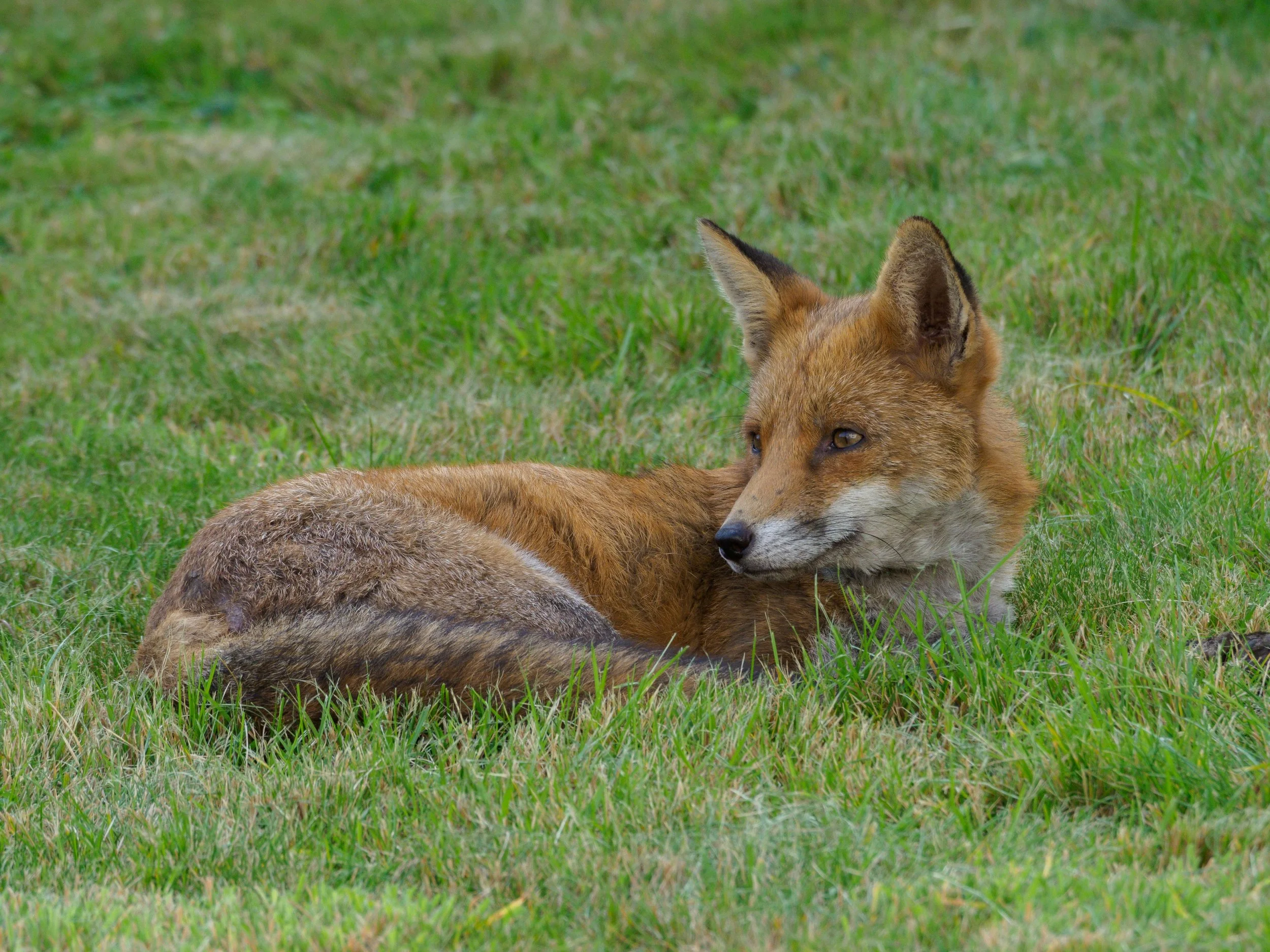Red fox lying in green grass, resting with head turned to the side.