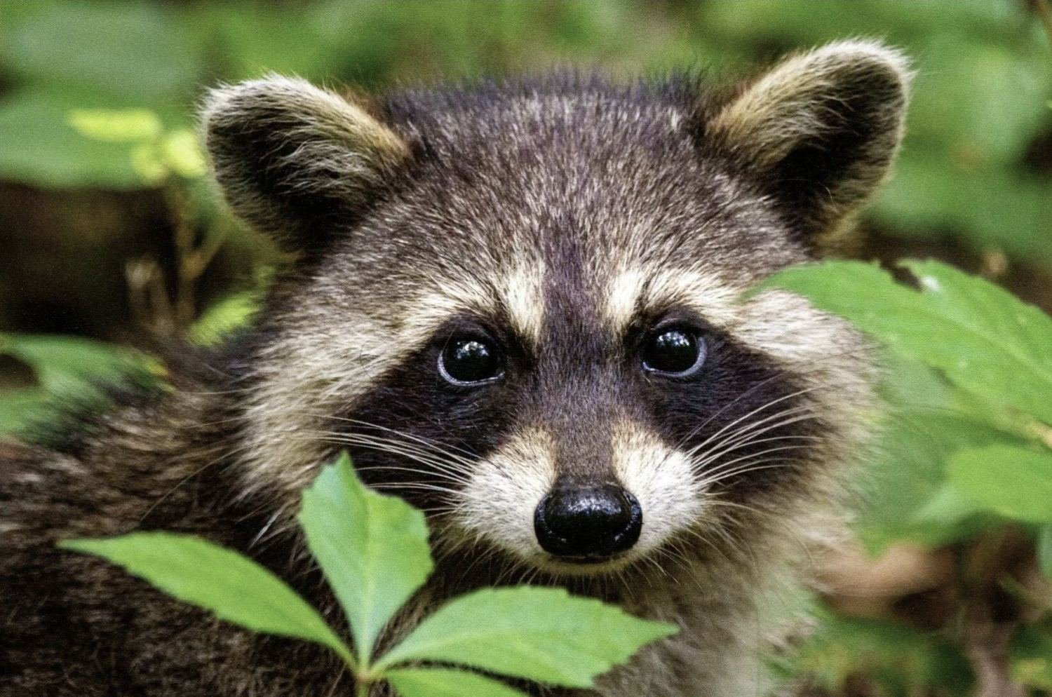 Close-up of a raccoon surrounded by green leaves.