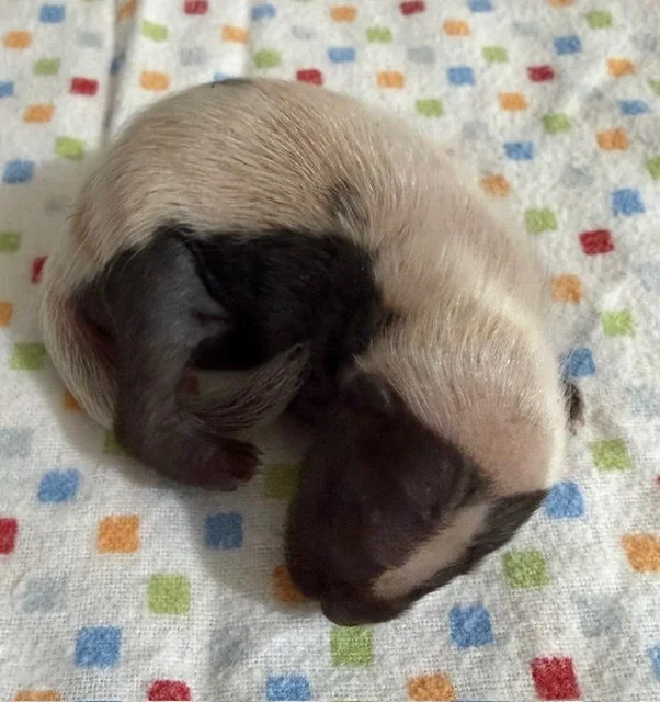 Sponsor a Skunk
