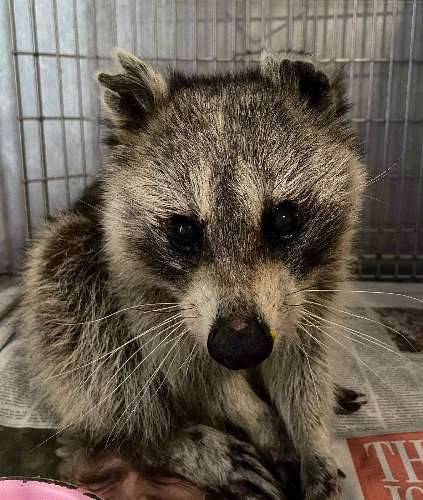Close-up of a young raccoon with black eyes and facial markings, inside a cage with newspaper on the floor.