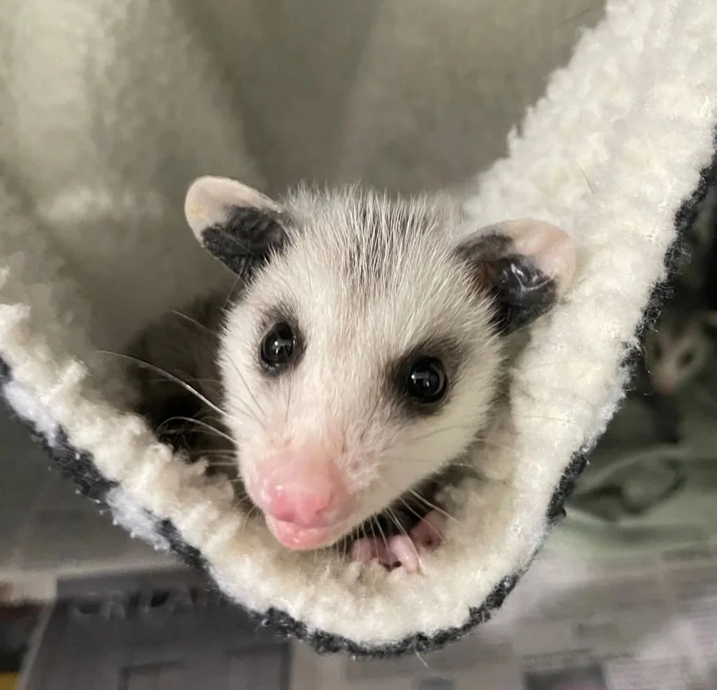 Baby opossum resting inside a soft hanging hammock in a rehabilitation setting.