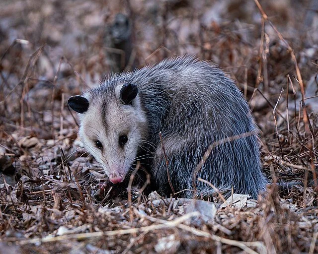 Adult Virginia opossum standing on a forest floor among leaves and vegetation.
