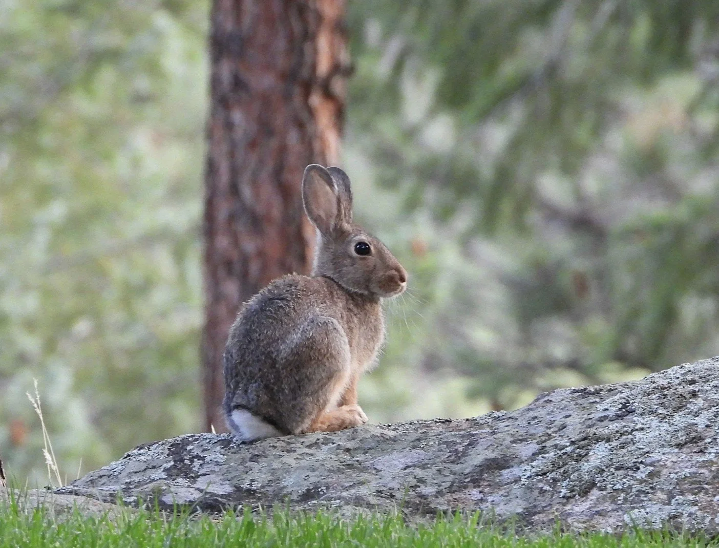 Adult cottontail rabbit sitting on a rock near a tree.