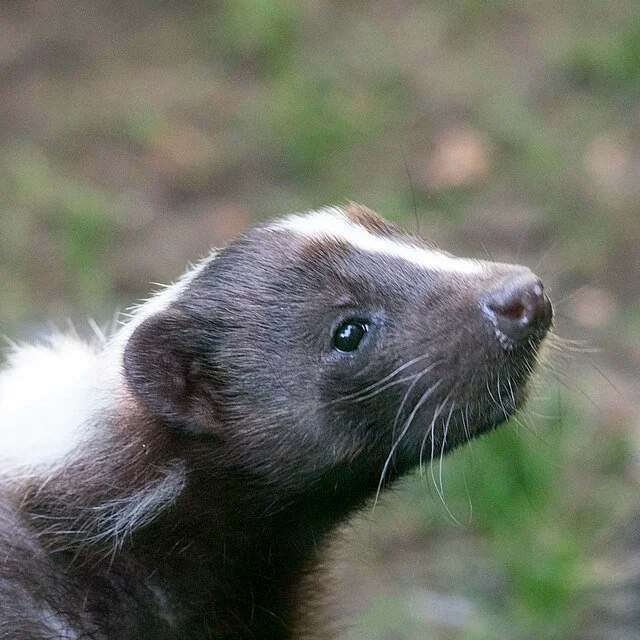 Close-up profile of a striped skunk with black fur and a white stripe.