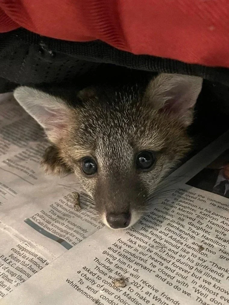 Small gray fox kit peeking out from beneath a red covering while resting on newspaper.