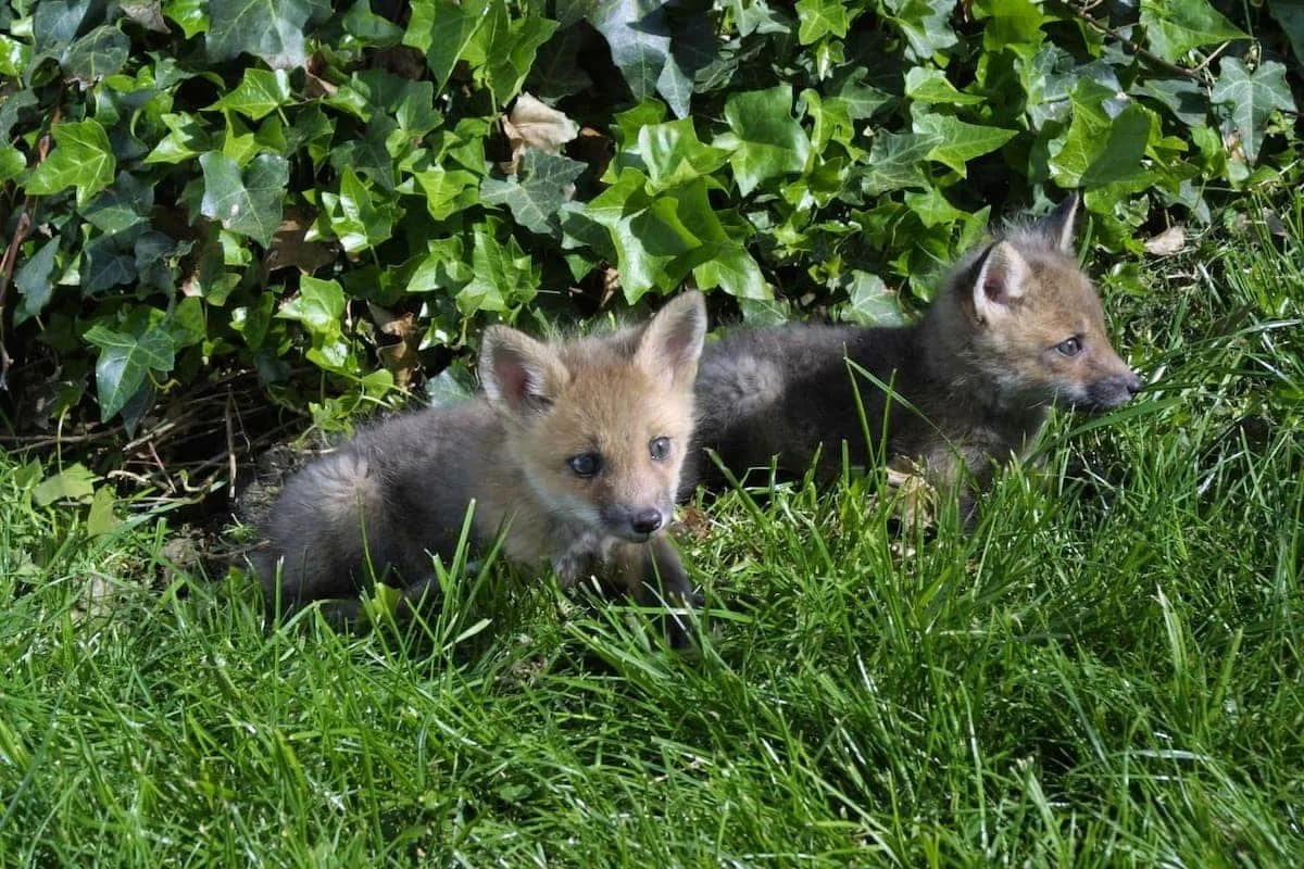 Two young fox kits resting in green grass beside a patch of ivy.