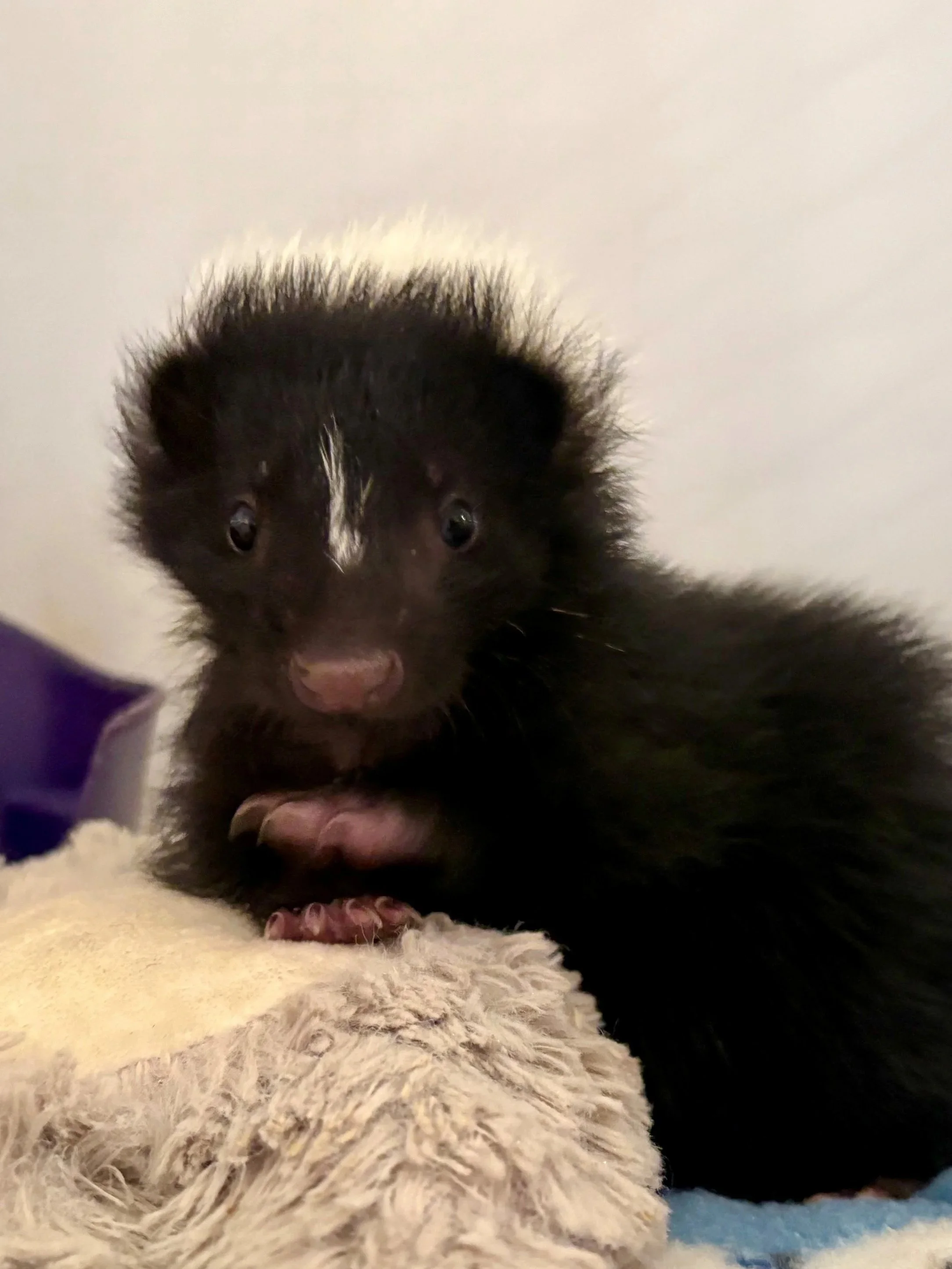 Baby skunk with faint white head stripe resting on a soft blanket indoors.
