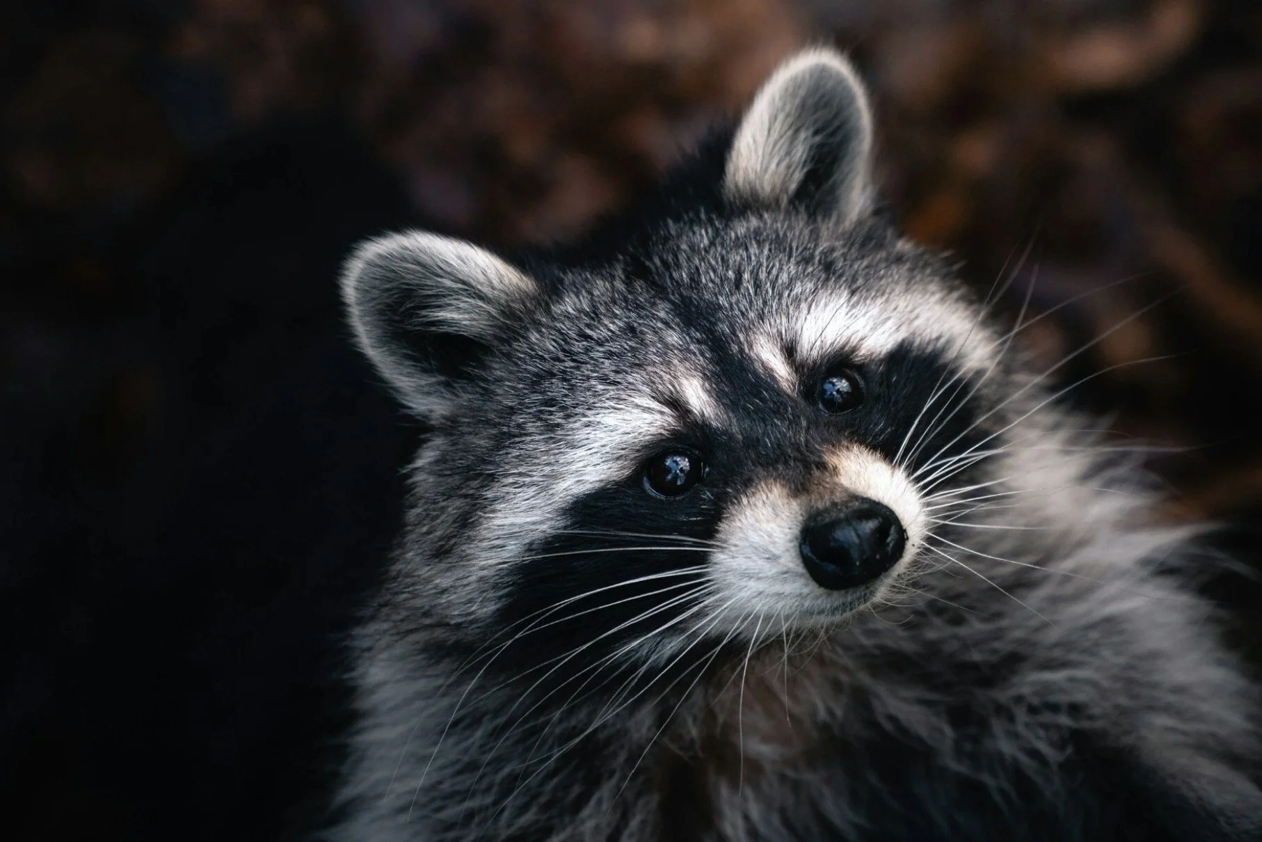 Close-up of a raccoon's face with black mask-like markings around the eyes, gray and black fur, and pointed ears, set against a dark background.