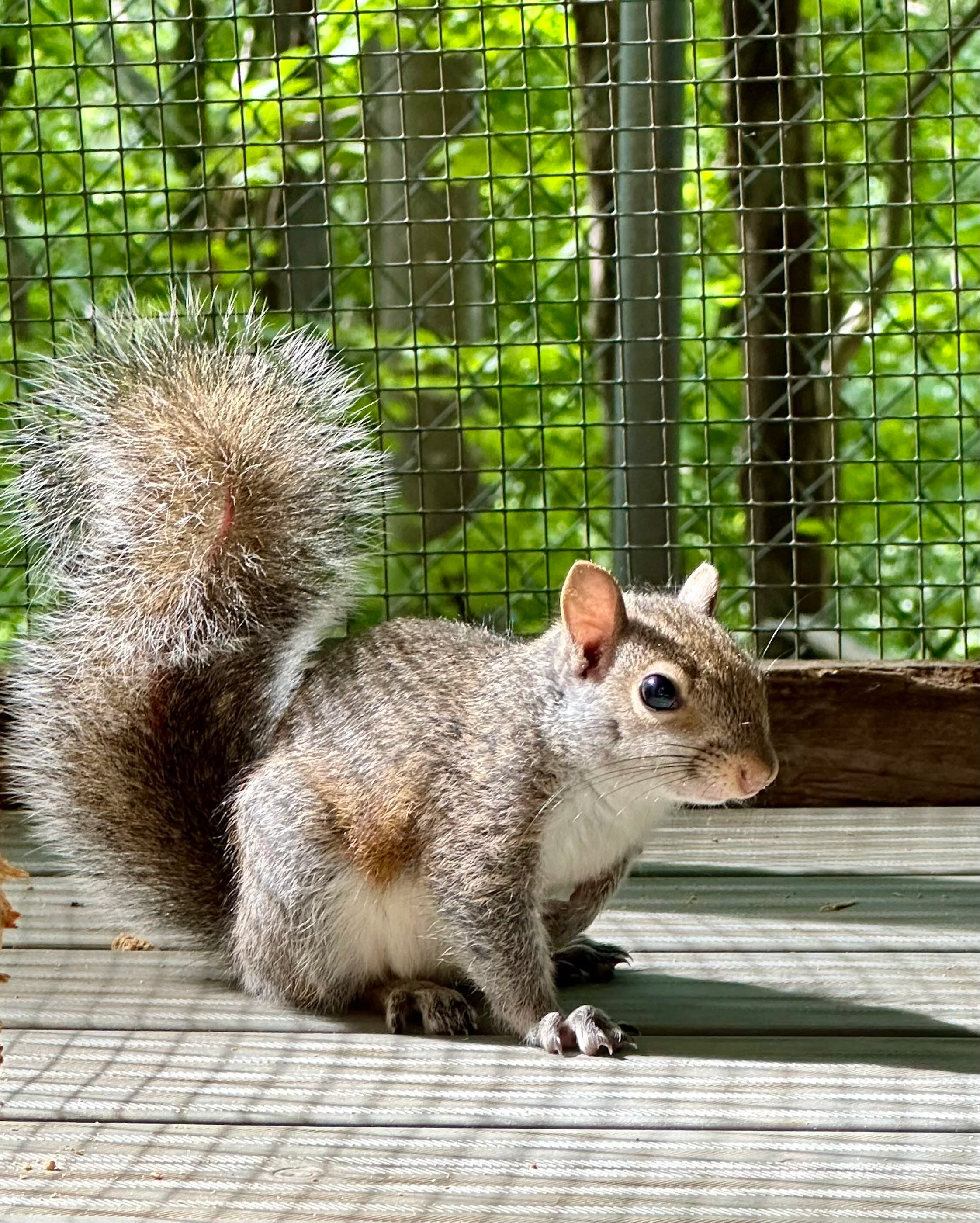 Juvenile gray squirrel sitting on a wooden deck inside a screened outdoor enclosure.
