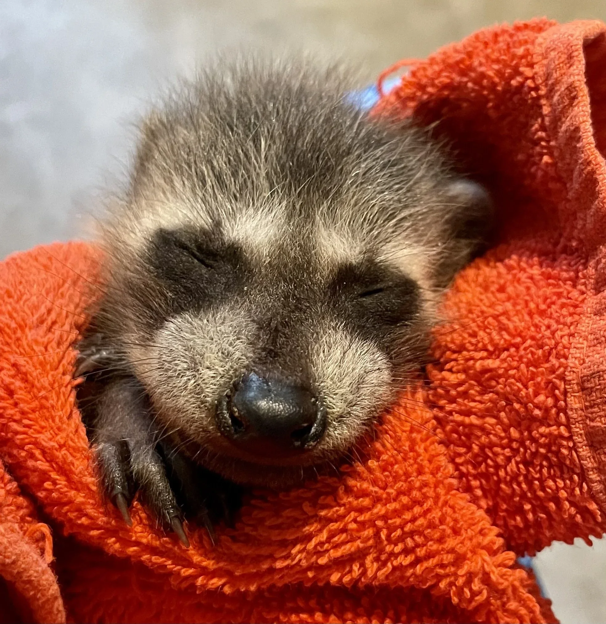 Sponsor a Raccoon