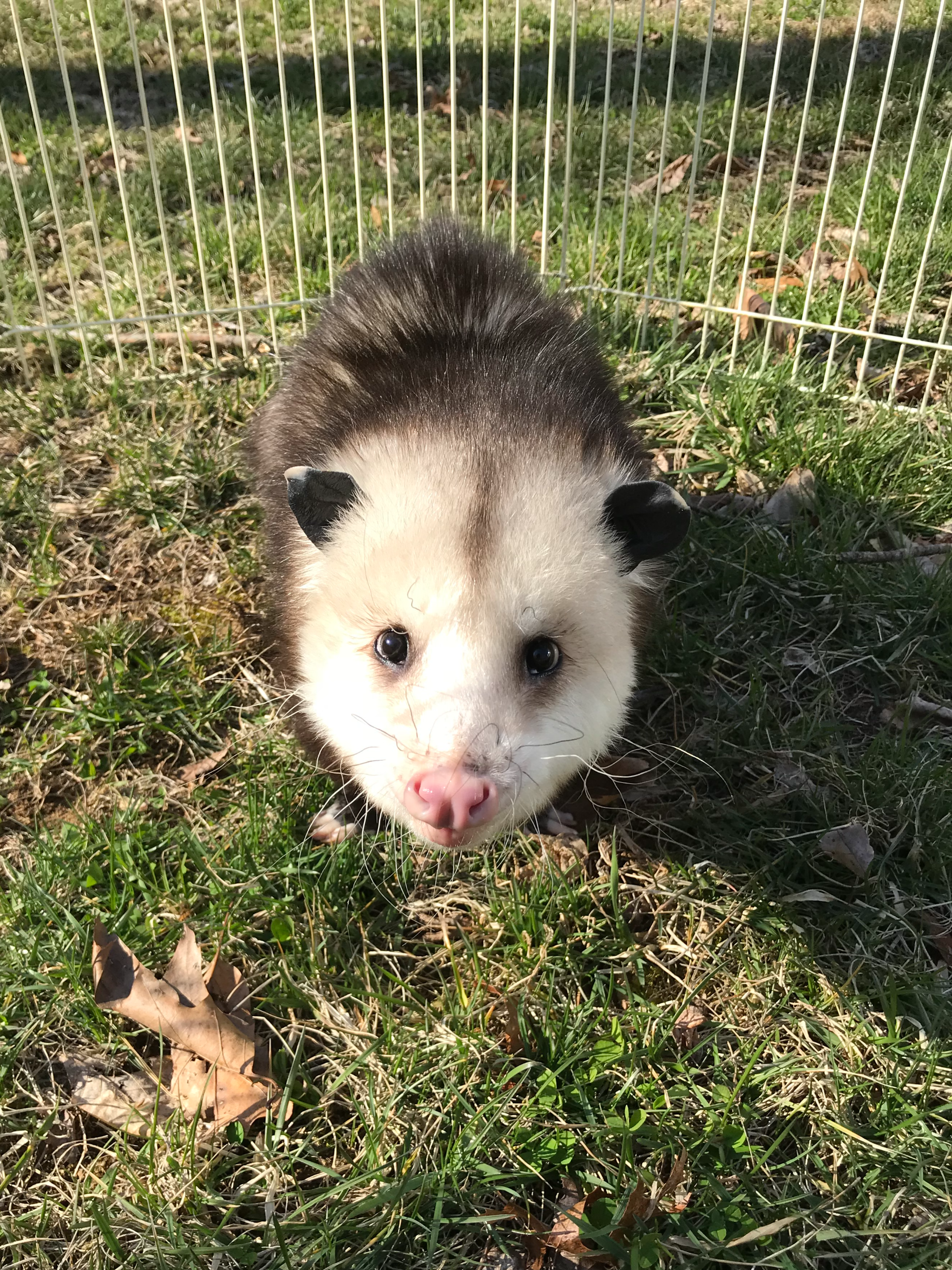 Sponsor an Opossum