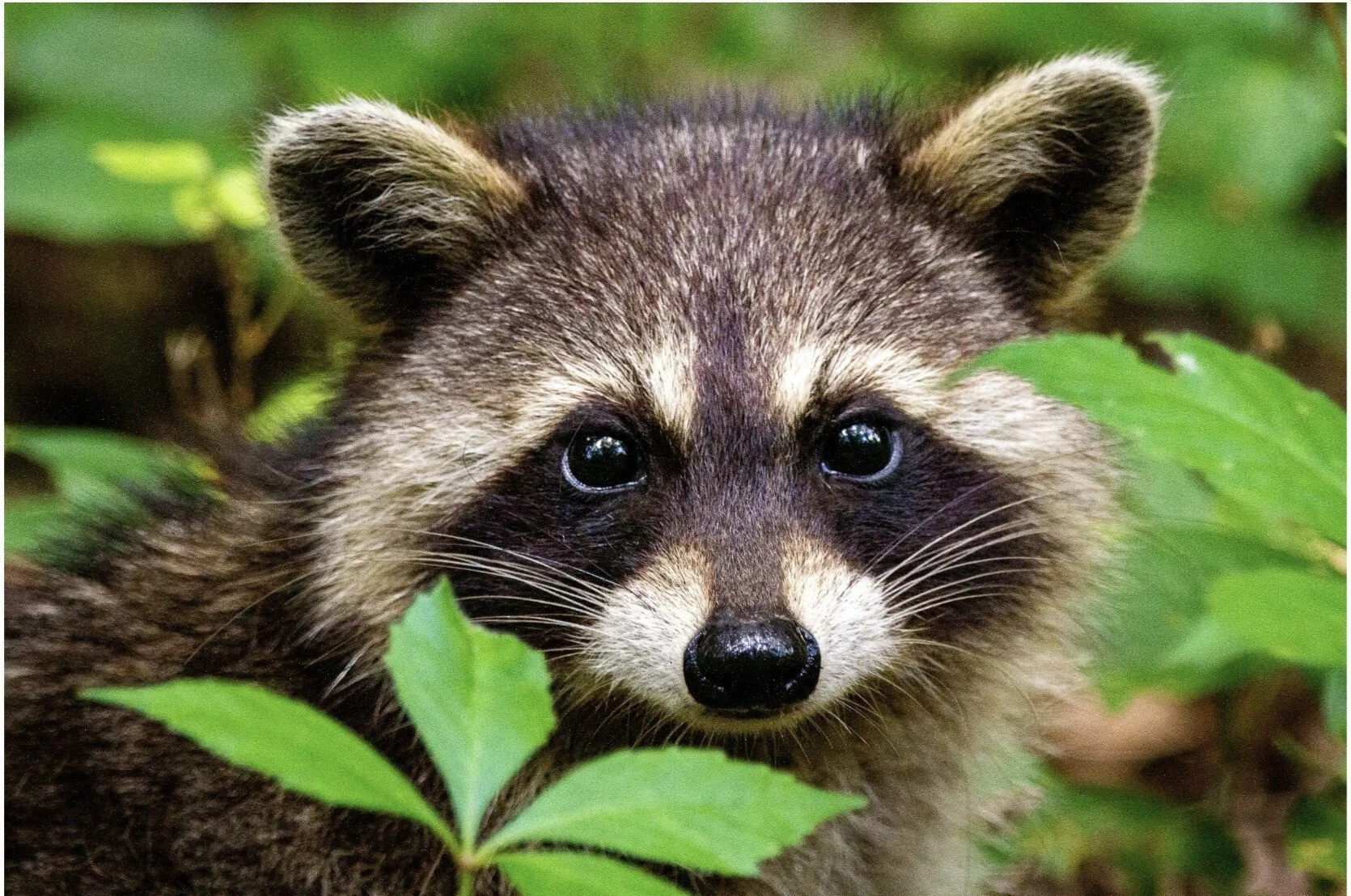 Close-up of a raccoon surrounded by green leaves.