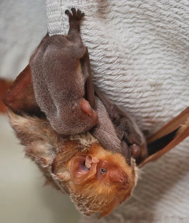 Mother bat holding her baby while roosting.