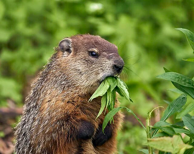 Groundhog holding and eating green leaves in a grassy area.