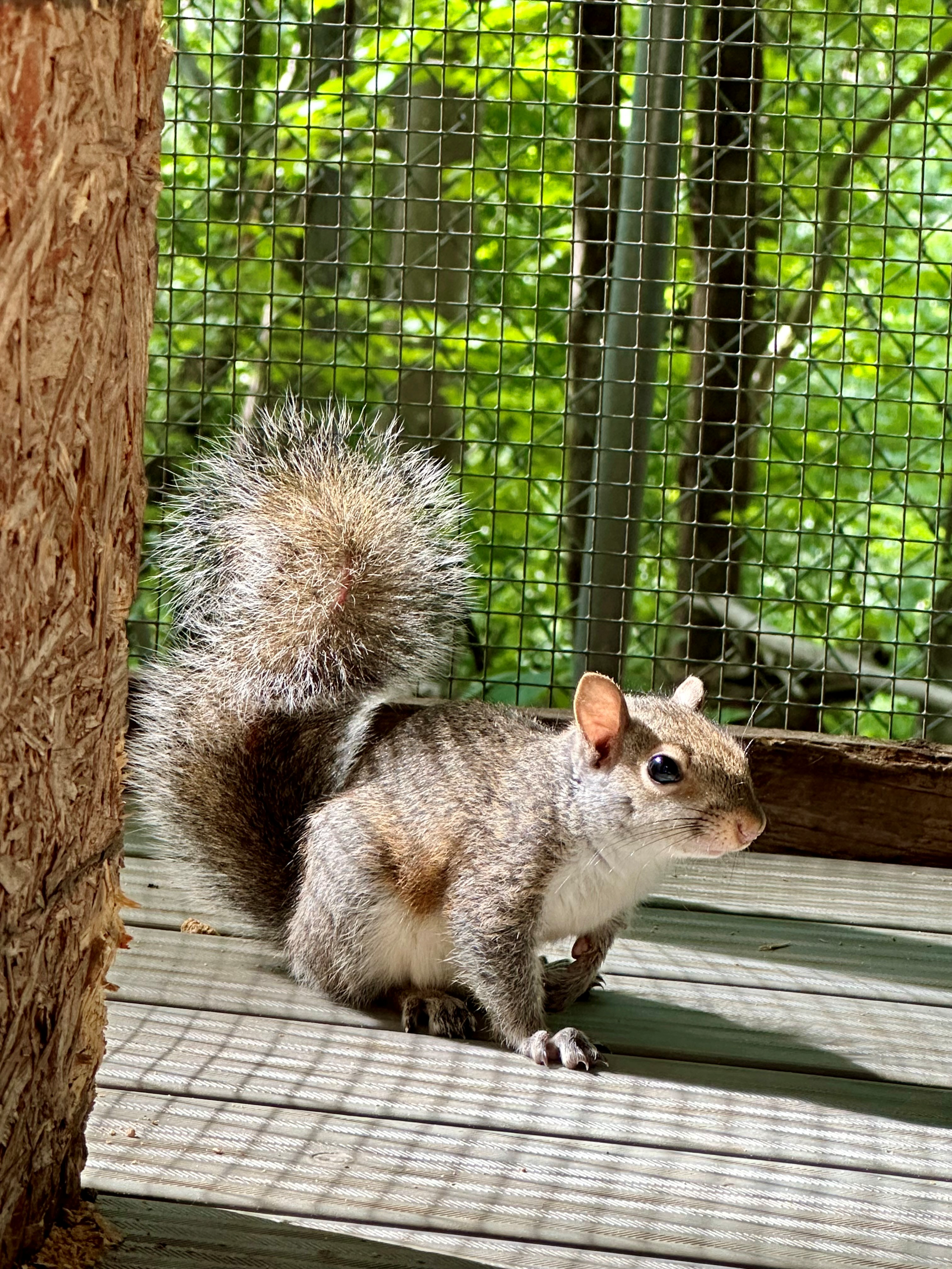 squirrel.png