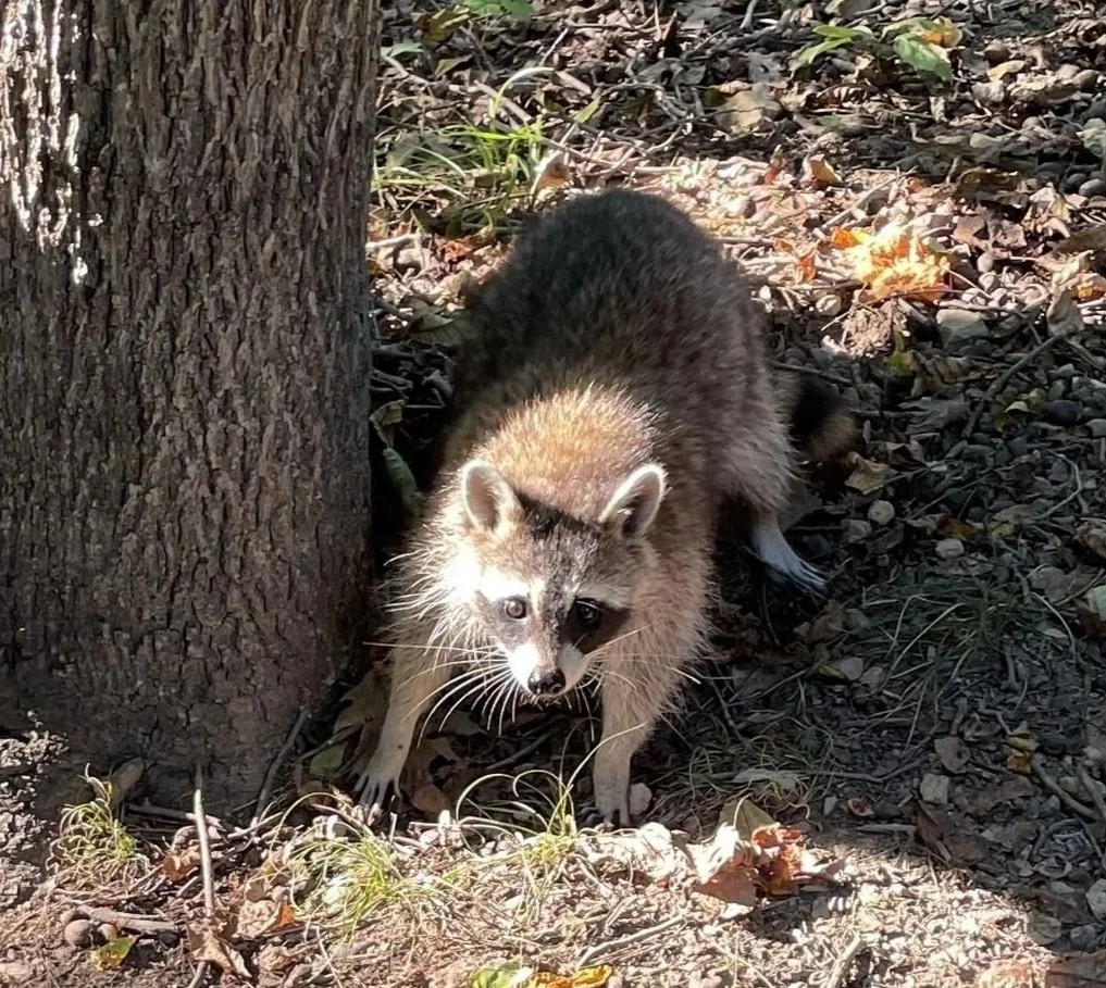 Raccoon standing at the base of a tree in a wooded area with fallen leaves.