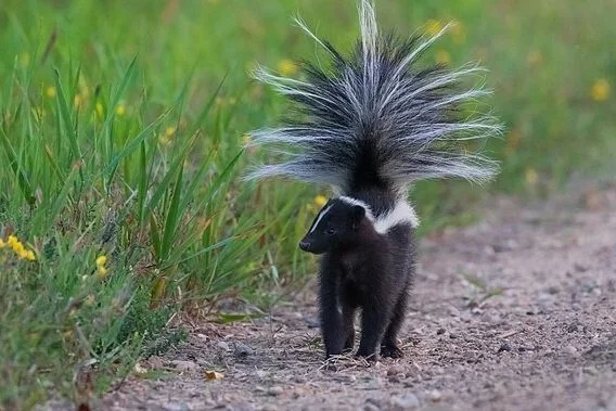 Striped skunk walking along a dirt path with its bushy tail raised.
