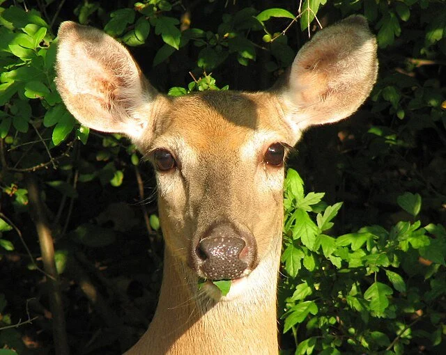 Close-up of a white-tailed deer’s face framed by green leaves.