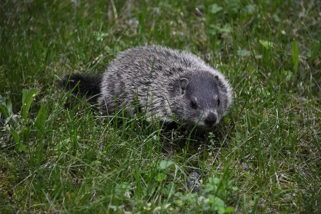 Groundhog walking through grass outdoors.