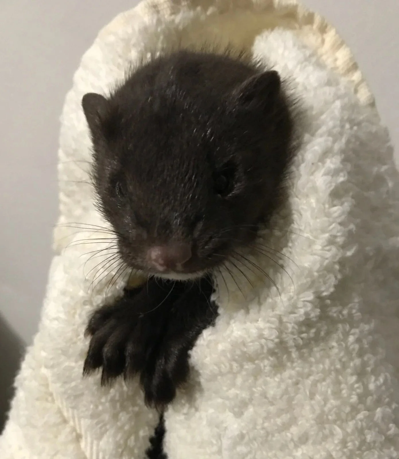 Young mink wrapped in a soft white towel.