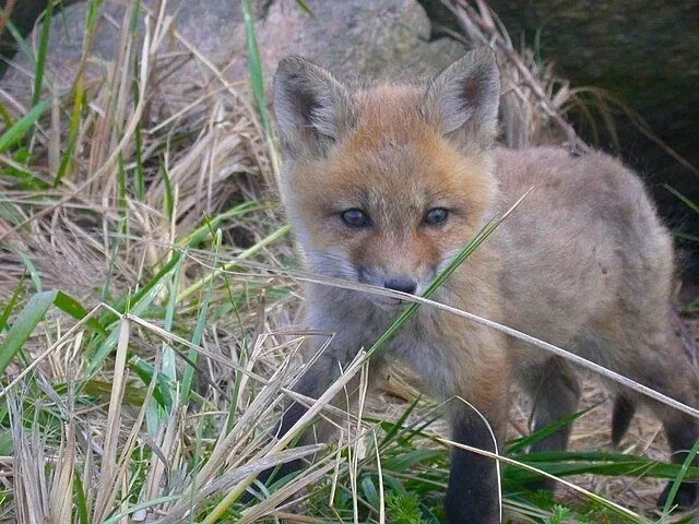 Young red fox kit standing in dry grass and looking toward the camera.
