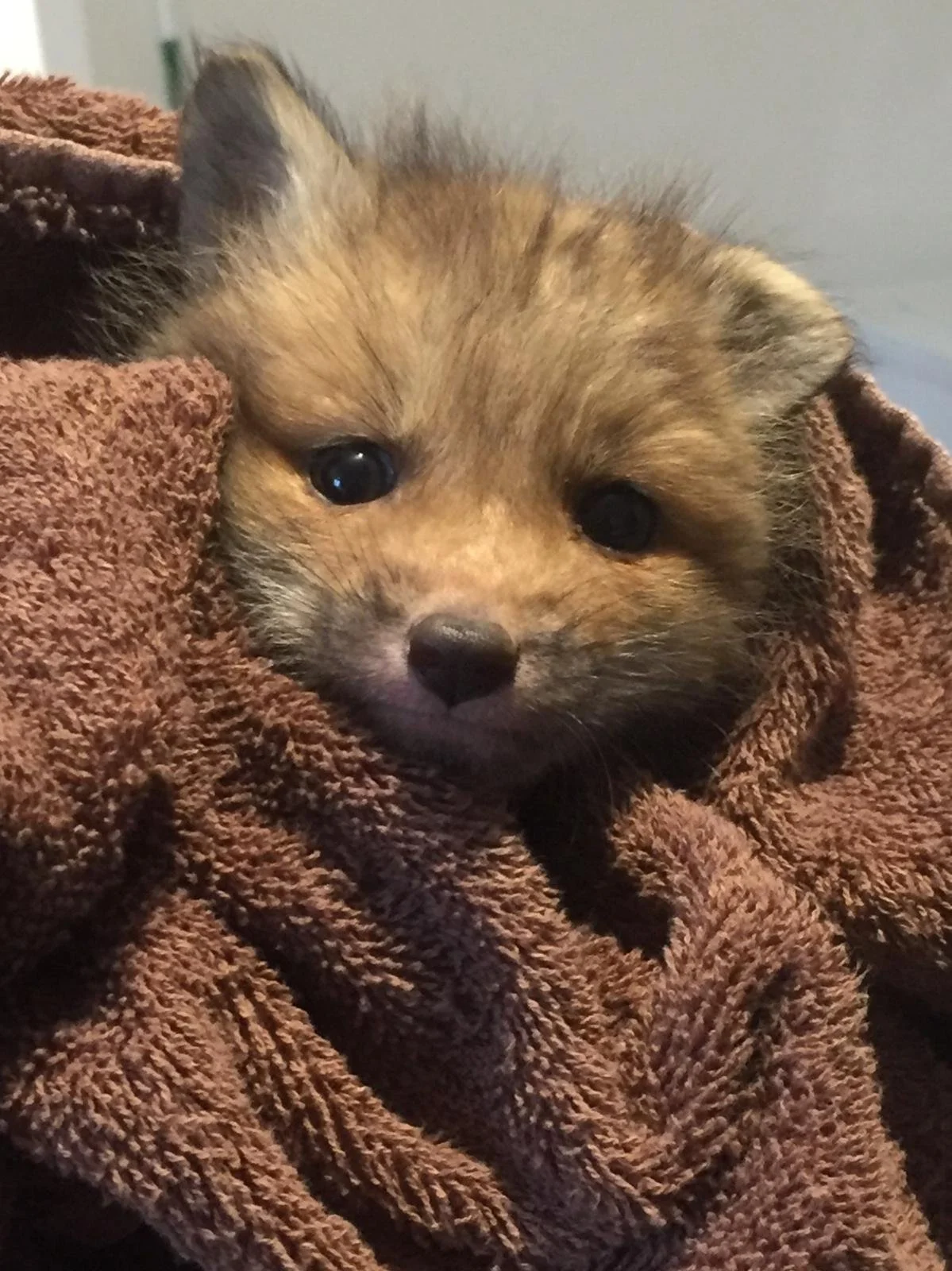 Baby red fox wrapped in a brown towel.