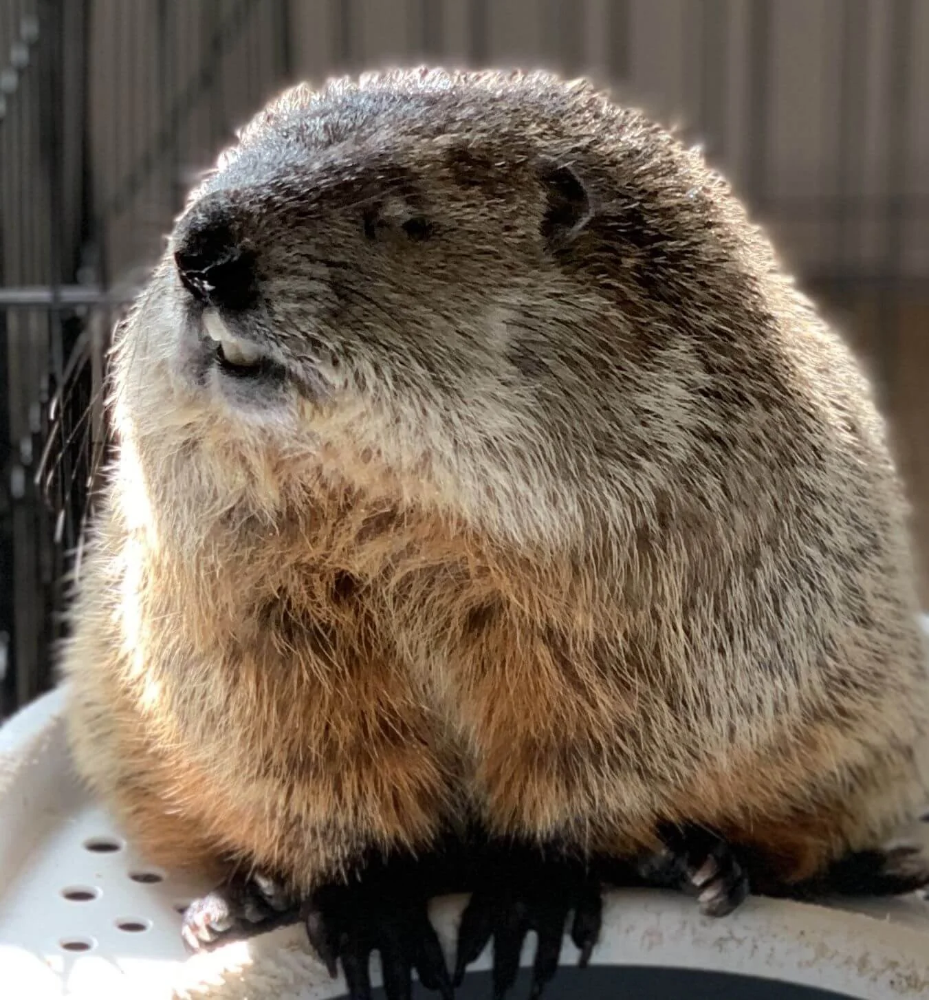 Groundhog sitting upright on a white platform in sunlight, fur backlit and whiskers visible in close-up.