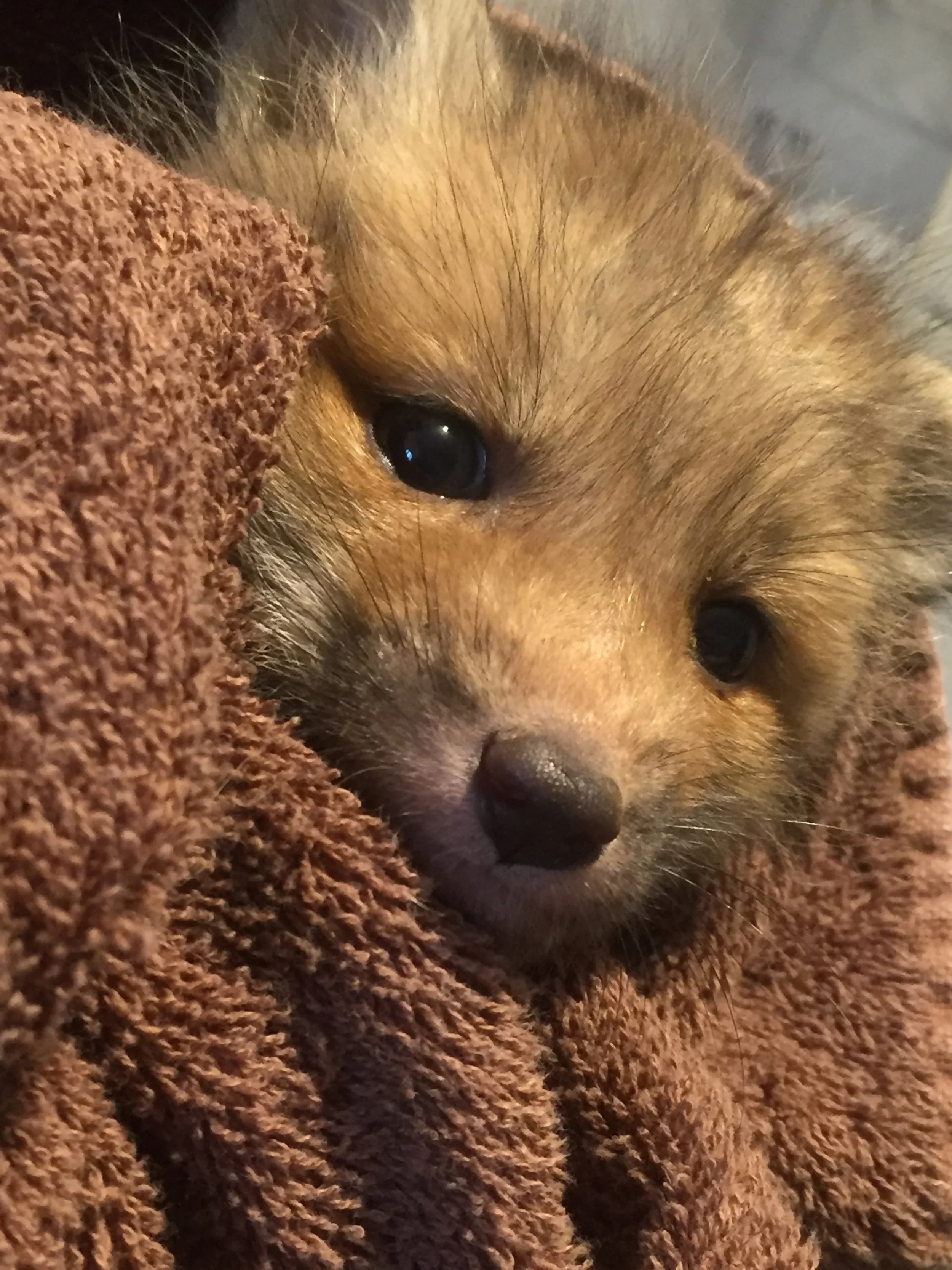 Close-up of a baby red fox wrapped in a brown towel during rehabilitation.