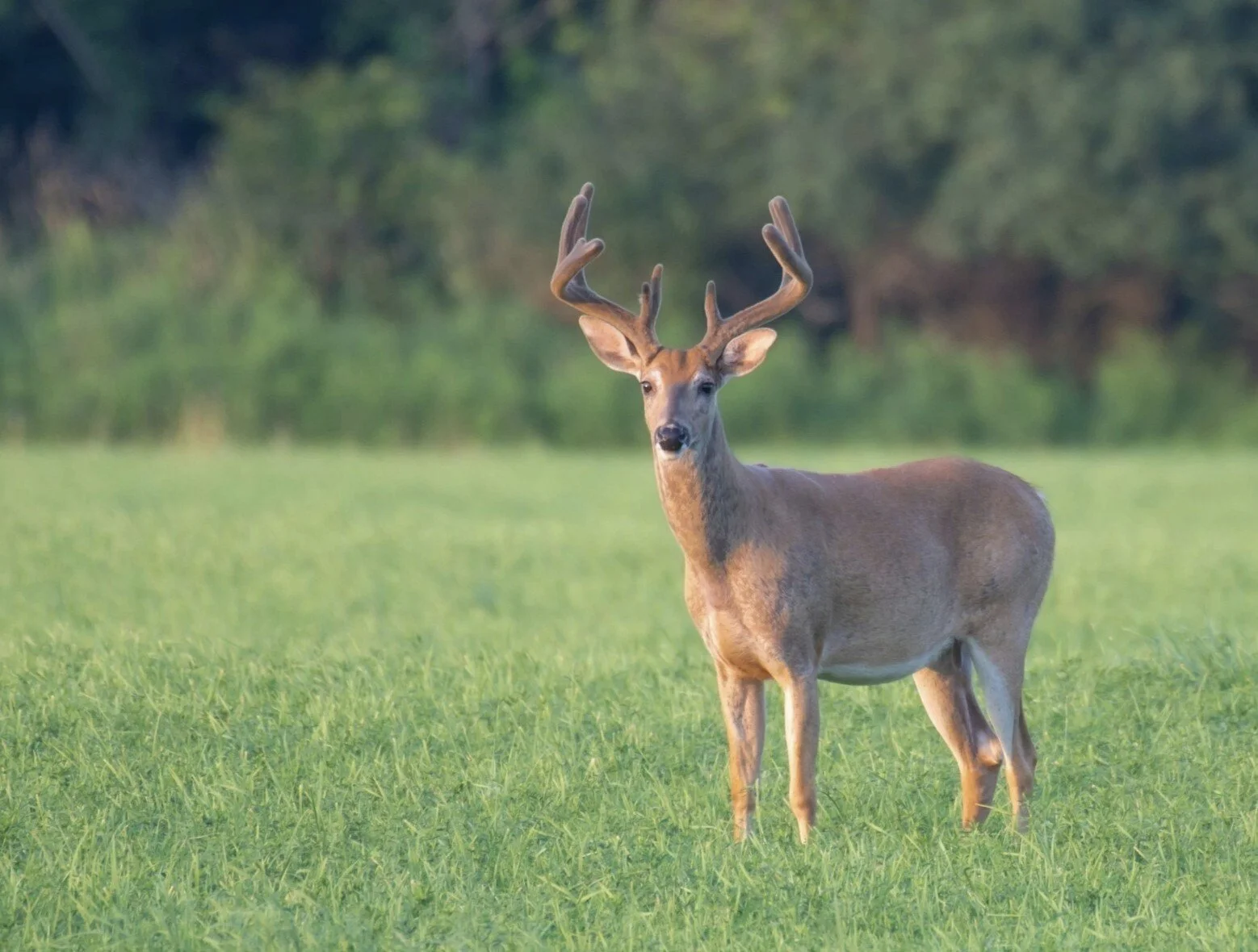 Adult white-tailed buck standing in a grassy field.