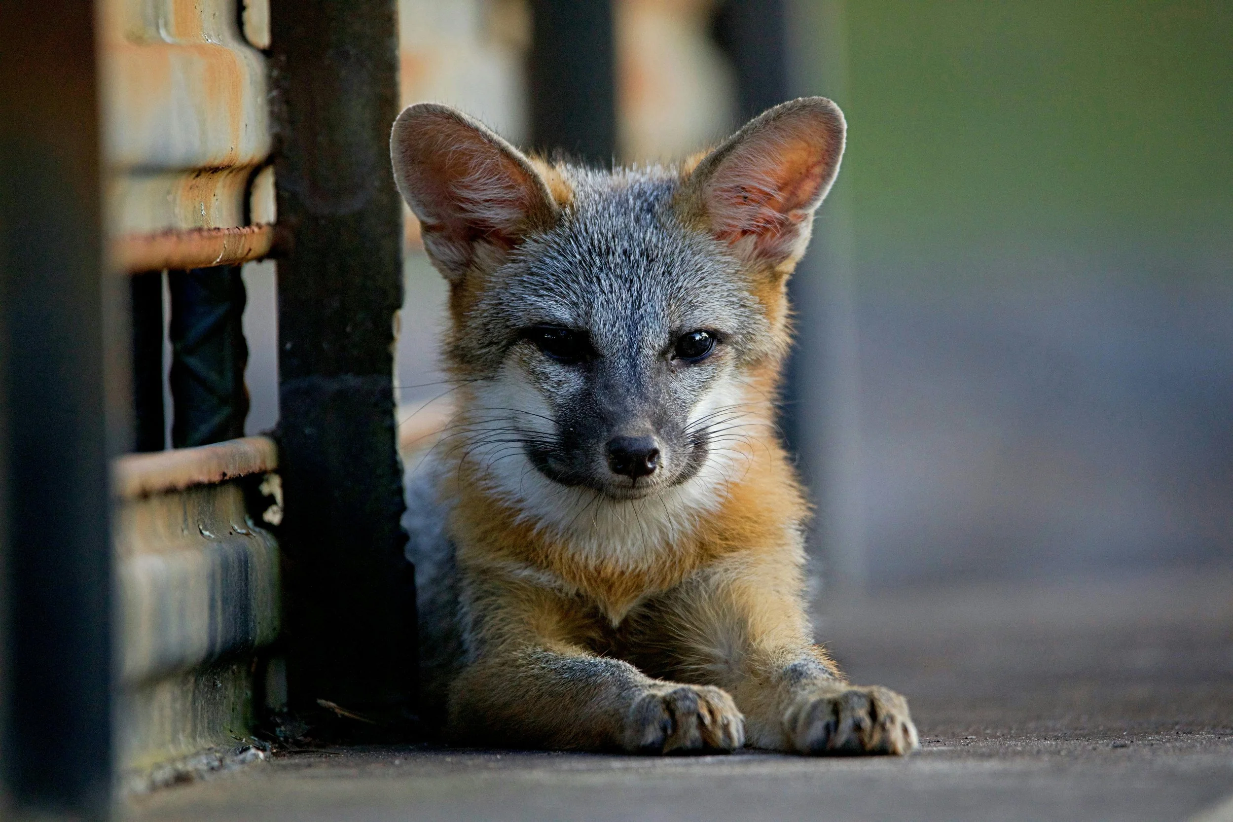 Gray fox resting on a concrete surface beside a metal railing.