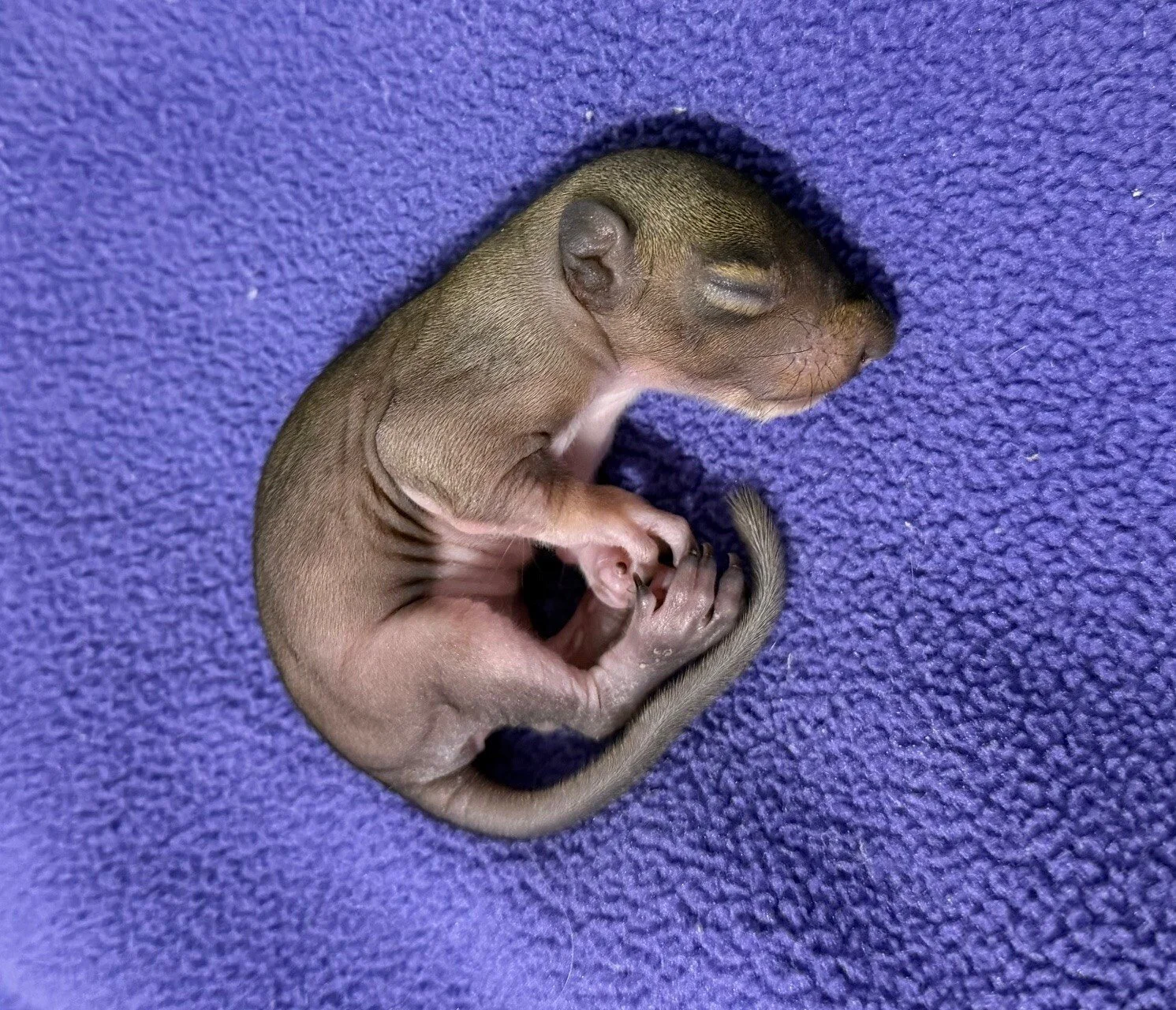 gray-squirrel-fleece26.jpeg