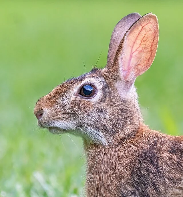 Close-up side profile of an adult Eastern cottontail rabbit with brown fur, a large upright ear, and a dark eye, standing in green grass.