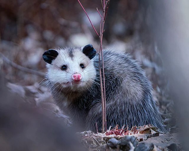 Adult Virginia opossum standing outdoors near a thin branch.