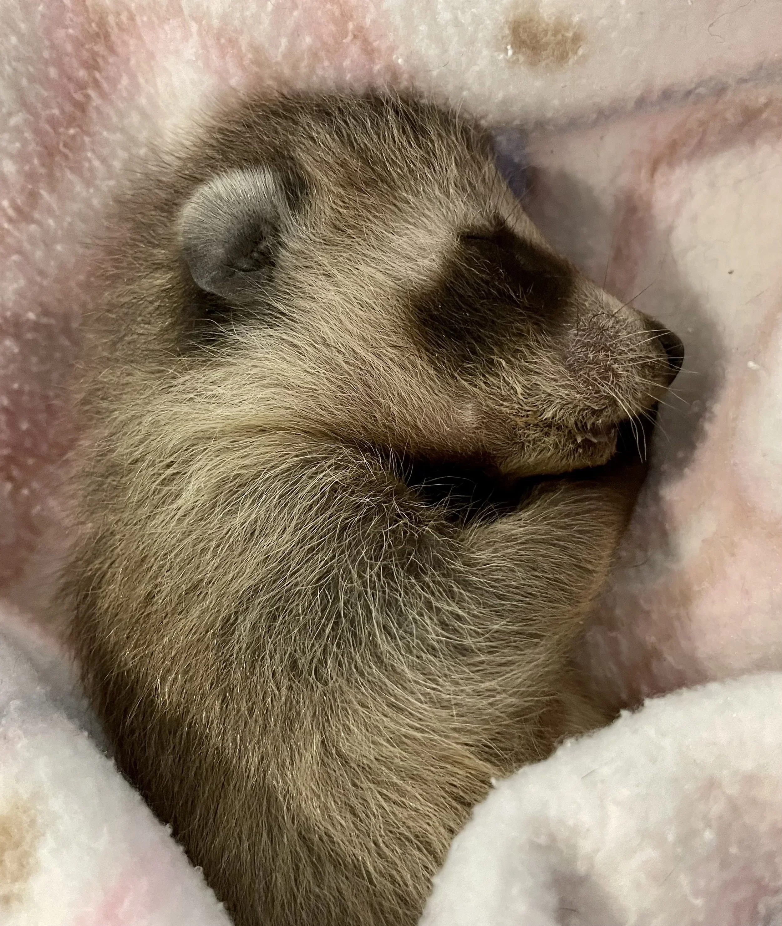 Baby raccoon curled up asleep on a soft pink blanket during rehabilitation.