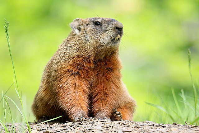 A groundhog sitting on a patch of dirt in a green outdoor setting.