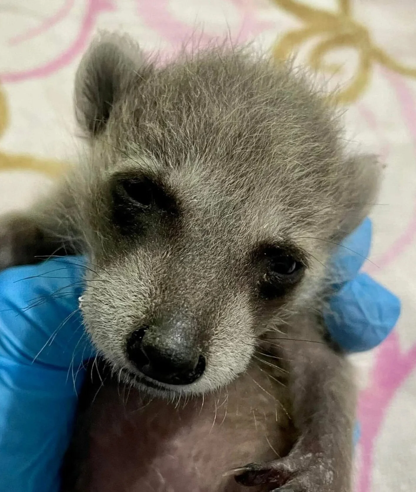 Orphaned baby raccoon being held by a wildlife rehabilitator.