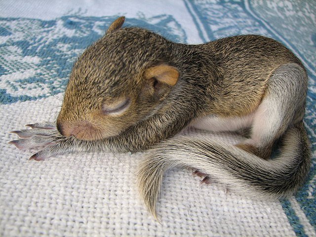 A tiny, sleeping squirrel curled up on a white cloth surface with a blue patterned background.