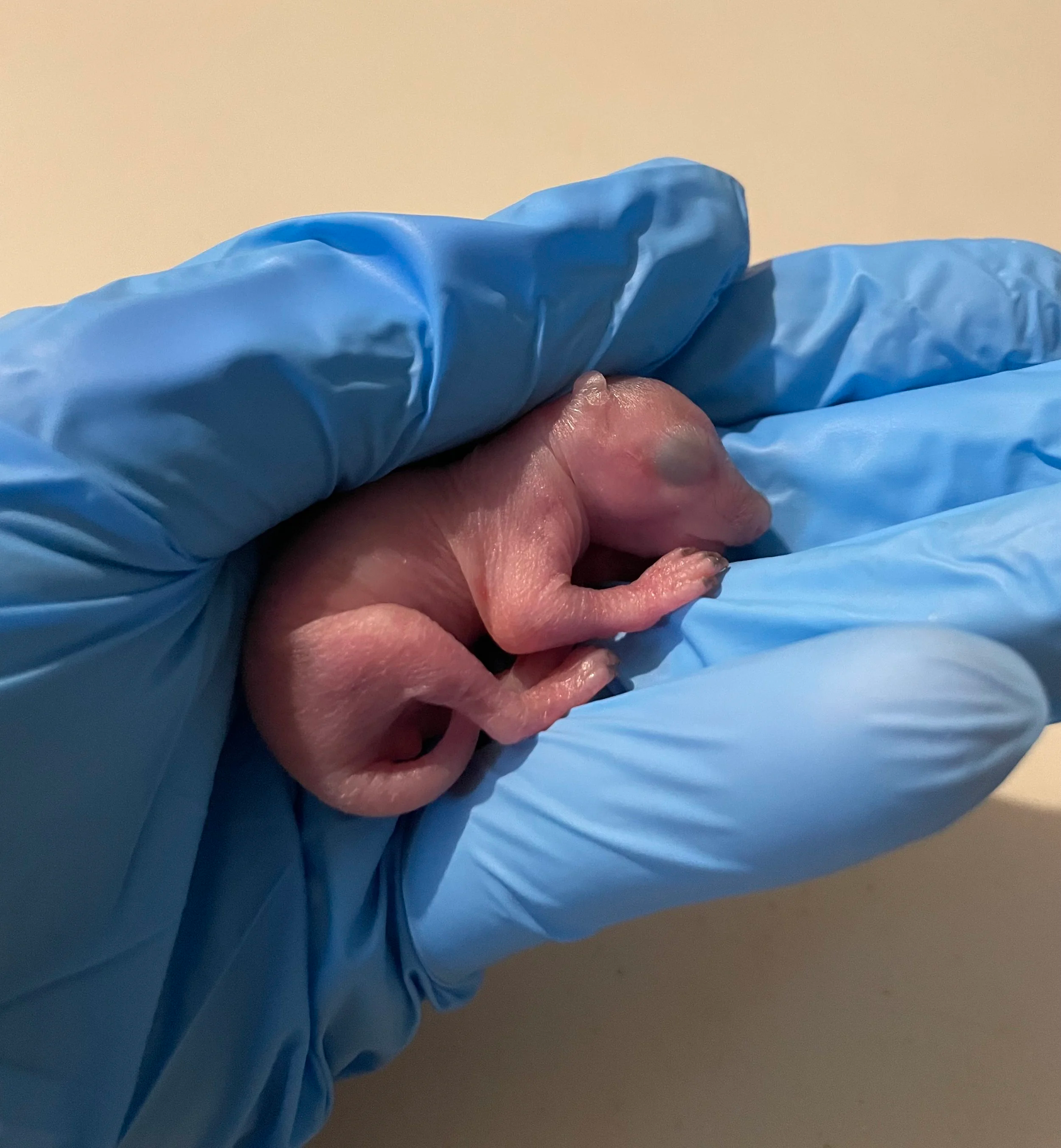 Newborn hairless squirrel being gently held in blue-gloved hands during rehabilitation care.
