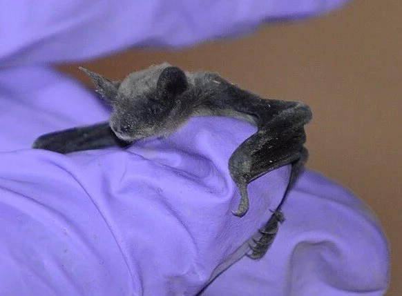 Juvenile bat resting on a purple-gloved hand during wildlife care.