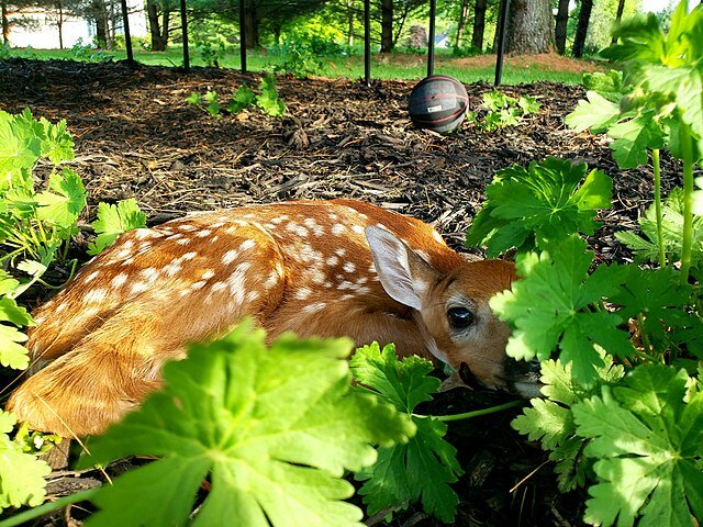 Spotted fawn resting among green plants.
